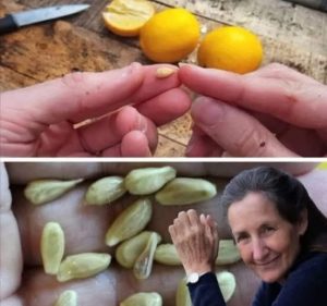 The Hidden Benefits of Lemon Seeds Why You Should Never Throw Them Away