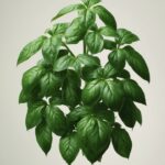 Basil