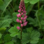 Crimson Clover