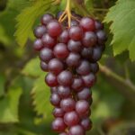Currants