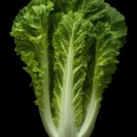 Lettuce