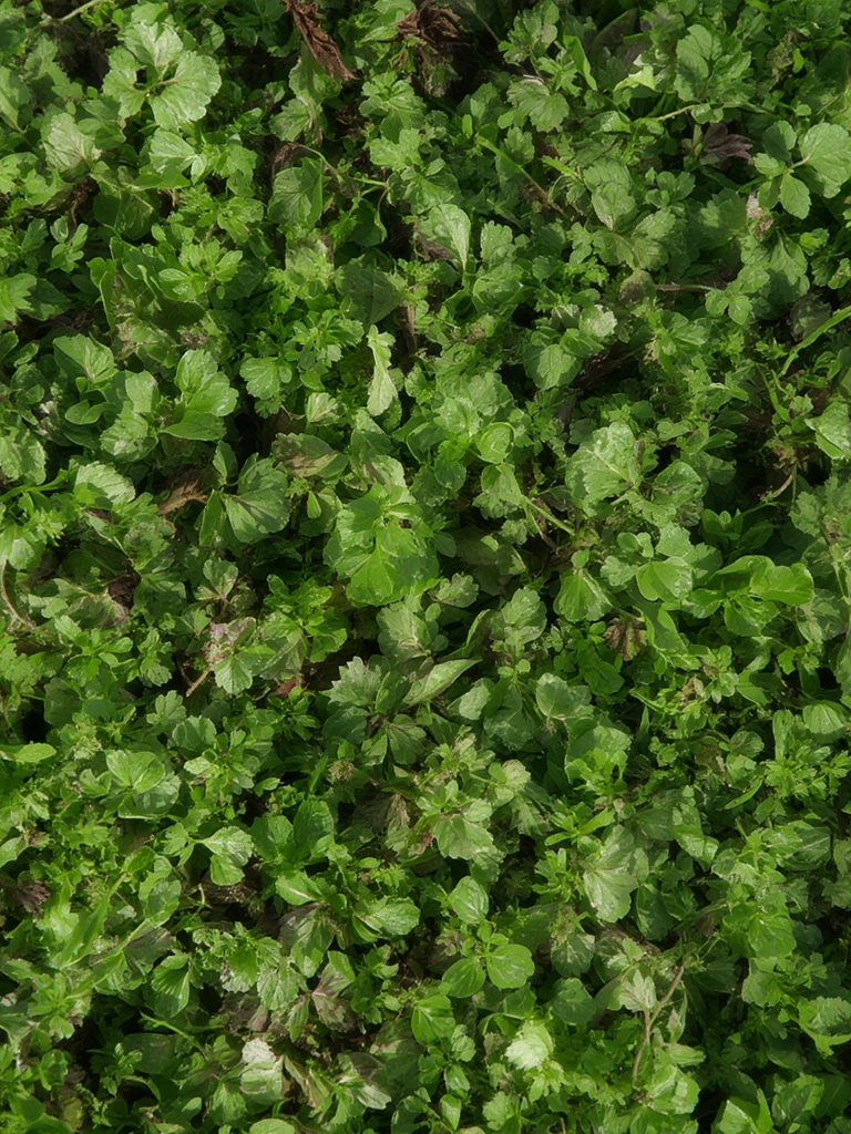 Mesclun Mix
