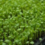 Microgreens