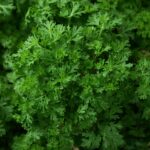 Parsley