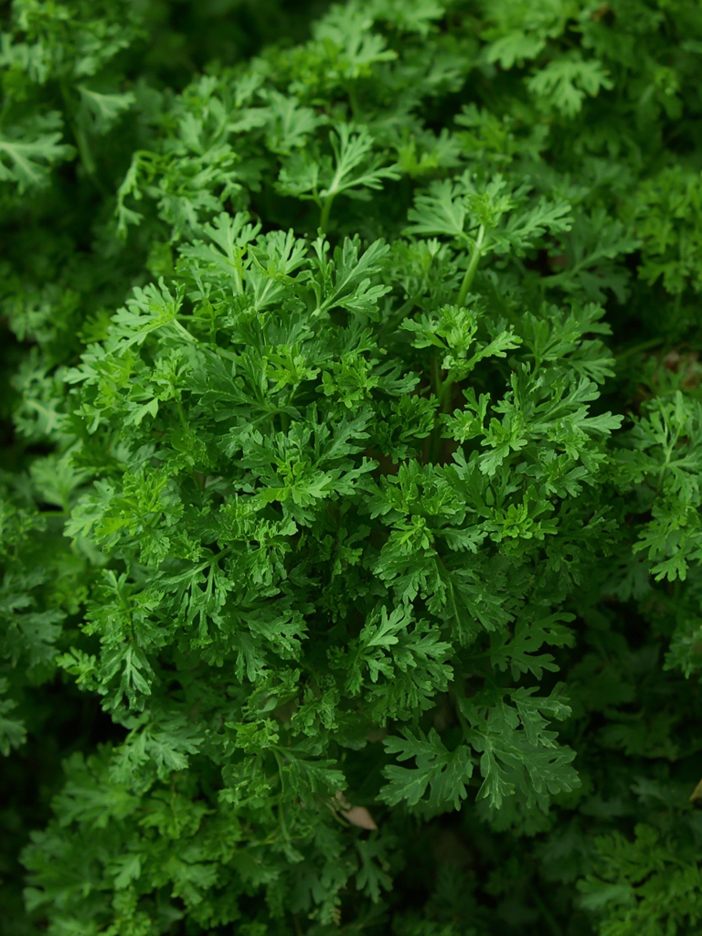 Parsley