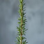 Rosemary