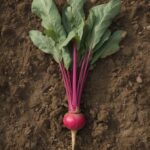 Tillage Radish
