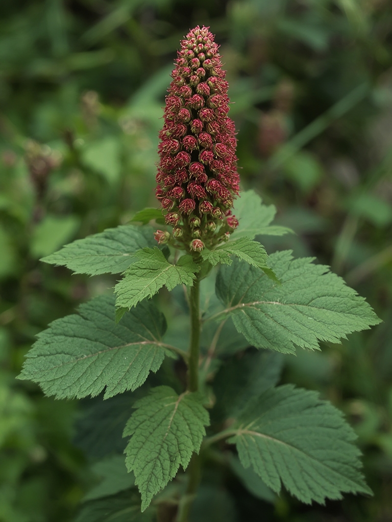 Amaranth