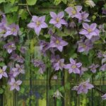 Clematis Vines