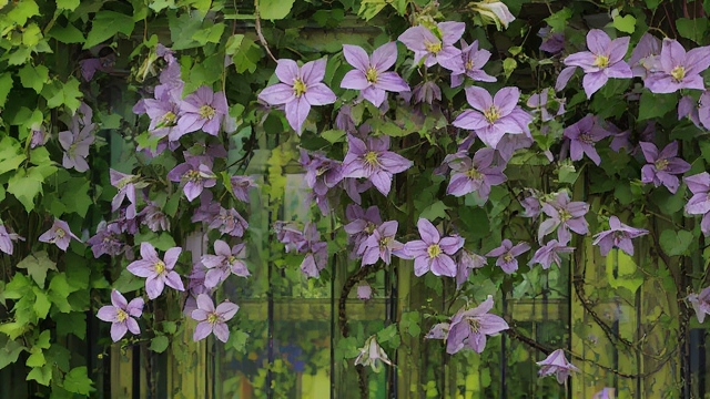 Clematis Vines