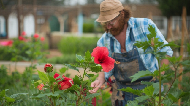 Growing Hibiscus Flowers
