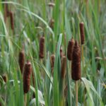 How To Control Cattails