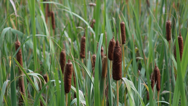 How To Control Cattails