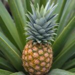 How To Grow A Pineapple Top