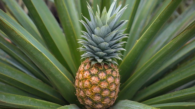 How To Grow A Pineapple Top