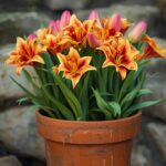 Lilly Pot Lasagna Bulbs