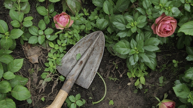 Rose ‘Meijocos’ Groundcover