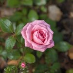 Rose ‘Meijocos’ Groundcover