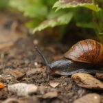 Stop slugs eating your flower pots