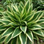 Types of Hostas