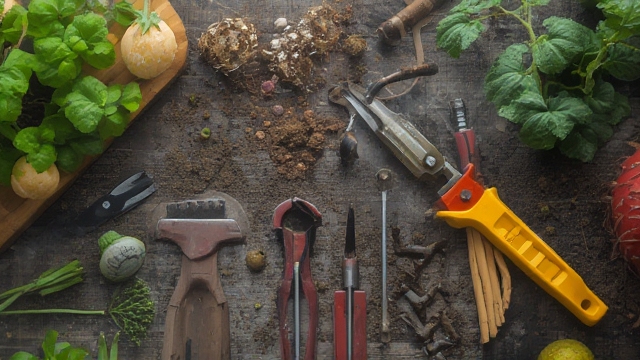 Using Fungicide for Plants