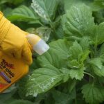 Using Fungicide for Plants
