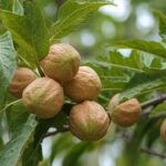 Walnut Tree